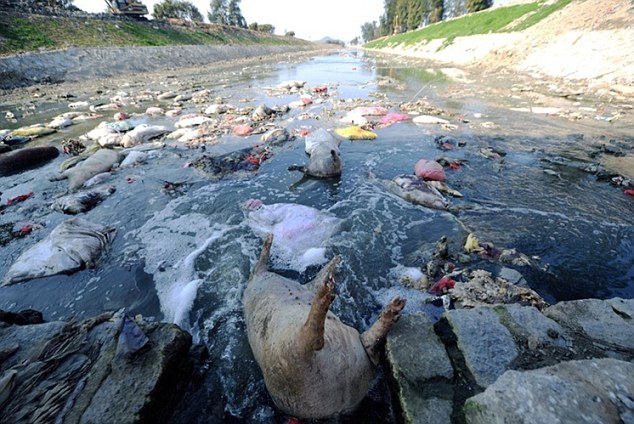 Over 50 Dead Animals Found Dumped In River