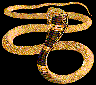 File:Sacred Serpent.gif