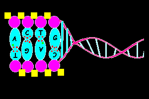 File:Dna structure.png