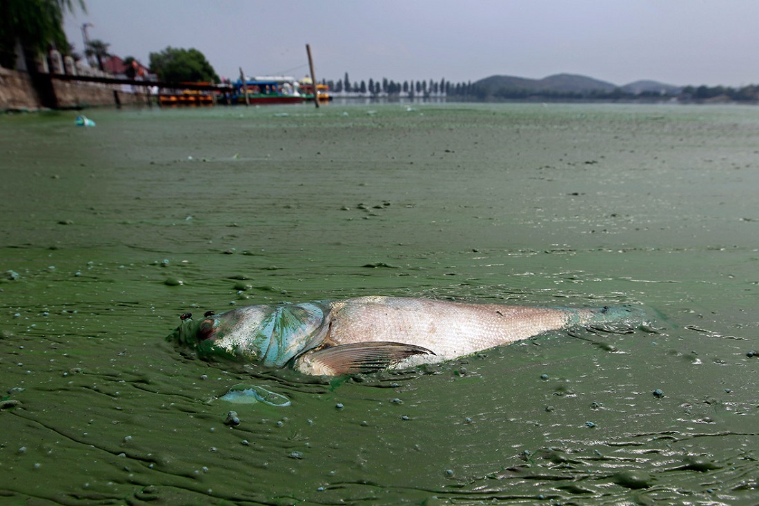 File:China-water-pollution-8.jpg