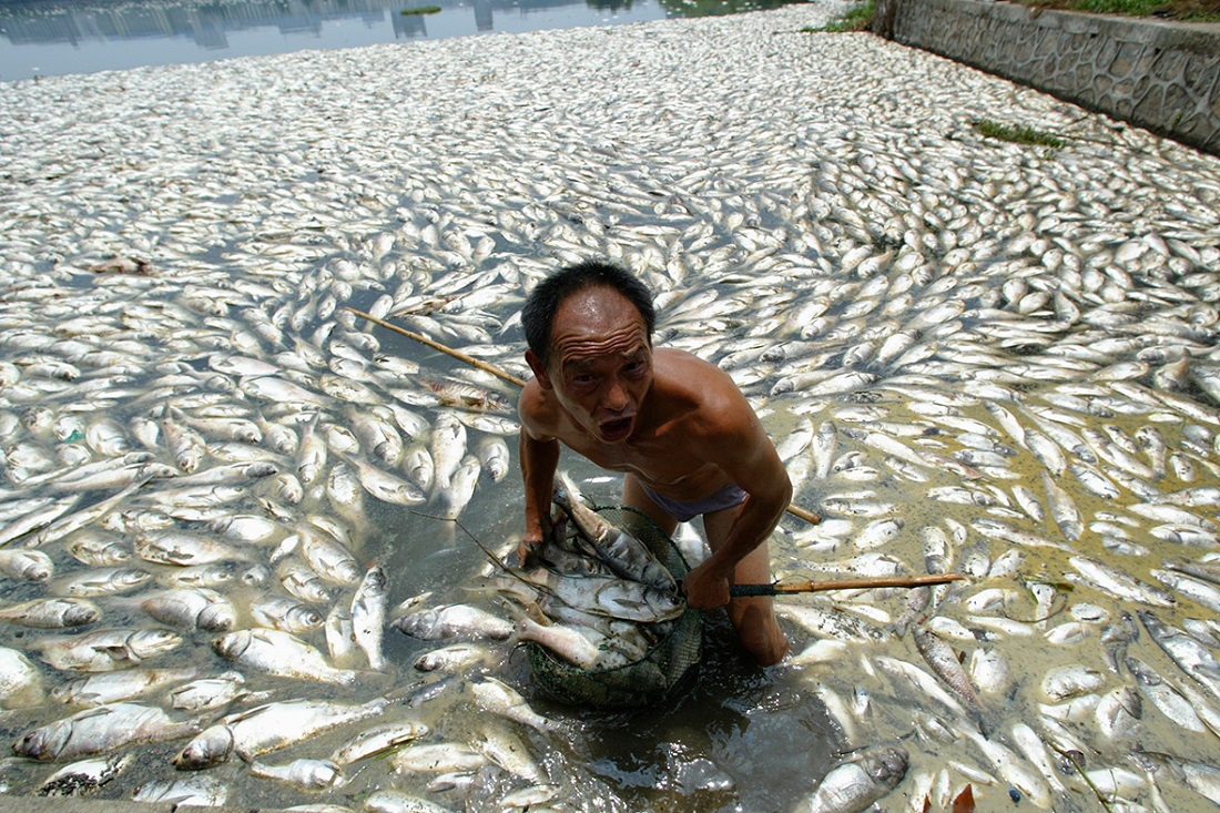 File:China-water-pollution-dead-fish.jpg