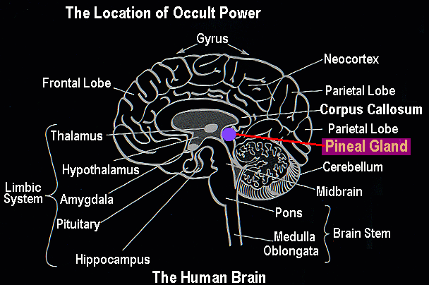 Pineal Gland.png
